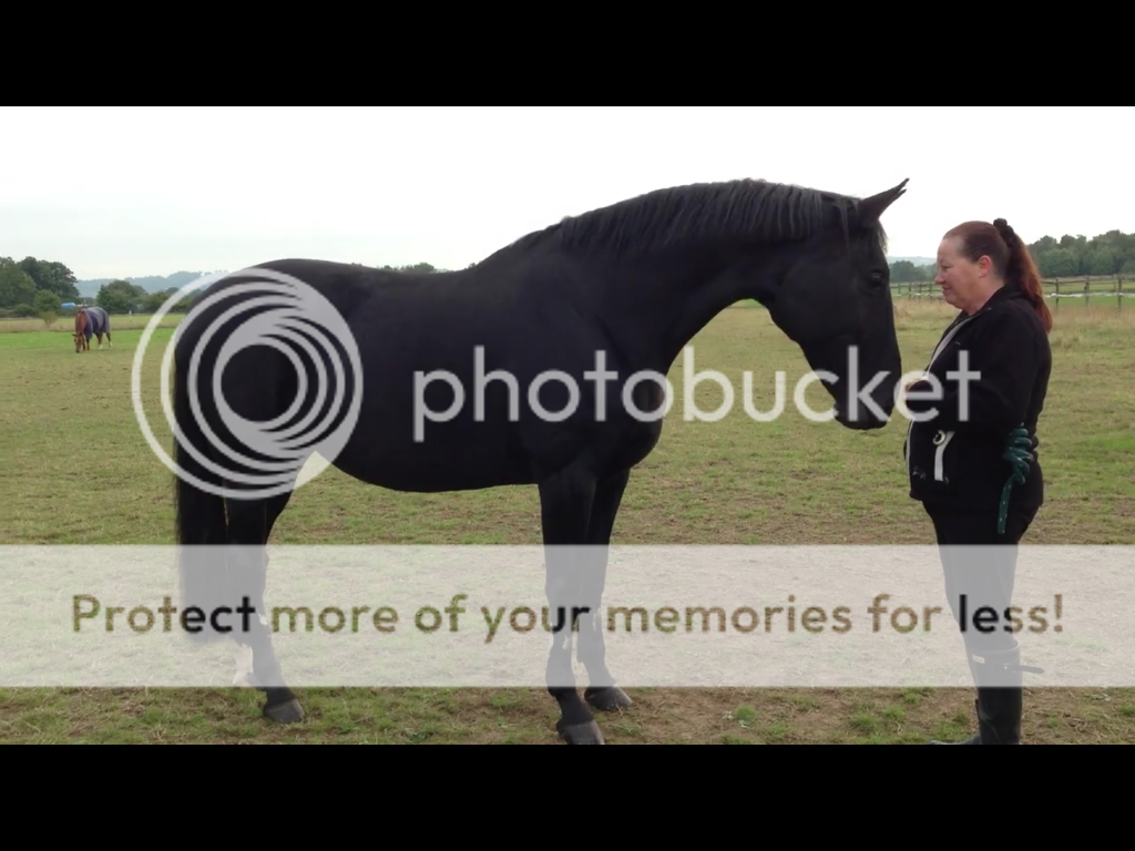 What colour will my foal be? :D | The Horse Forum